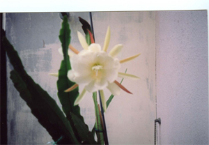 File:Cactus 1 1987.jpg